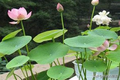 荷花風水|荷花風水説法：運用風水學讓你的生活更美好【荷花風水説法】 –